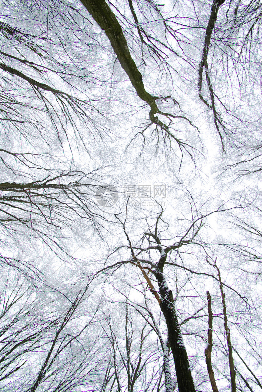 冬季森林季节团体天空树木雪花植物天气白色图片