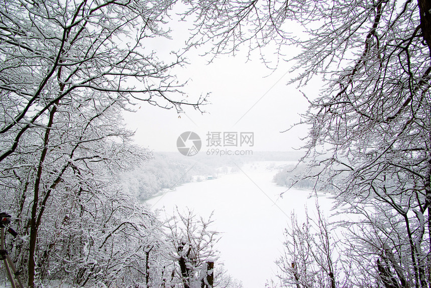 雪树白色植物树木雪花团体天气天空森林季节图片