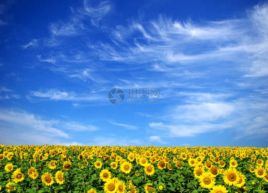 向向向外字段文化活力生长乡村植物国家农场蓝色晴天黄色图片