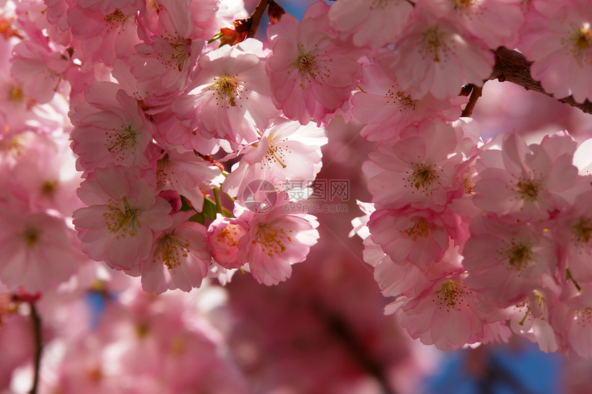 粉红树花朵草地支撑植物天空农业植物园生长花粉文化图片
