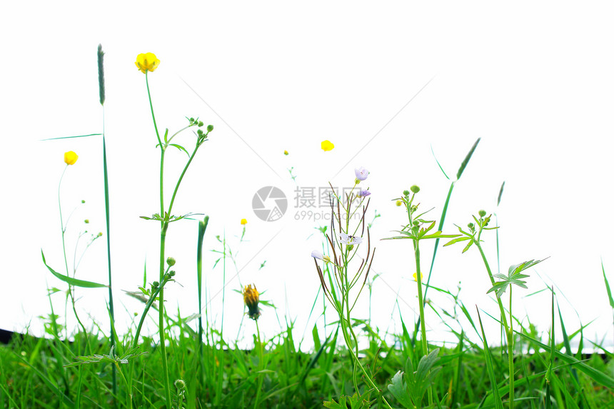 孤立的春花天空杂草乐趣牧场草地花园幸福场地极乐阳光图片