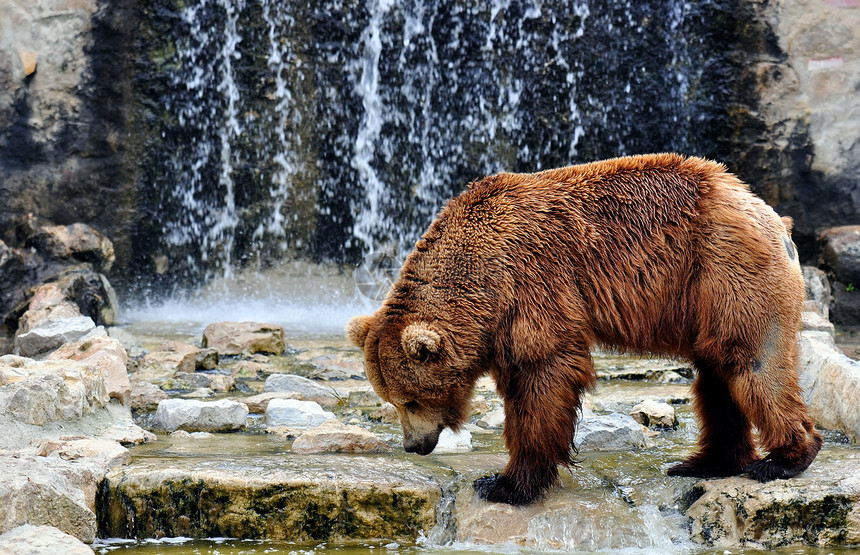 棕熊在动物园图片