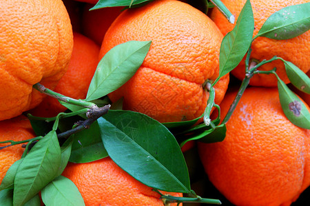 橙色树枝盆地刀片水果背景图片