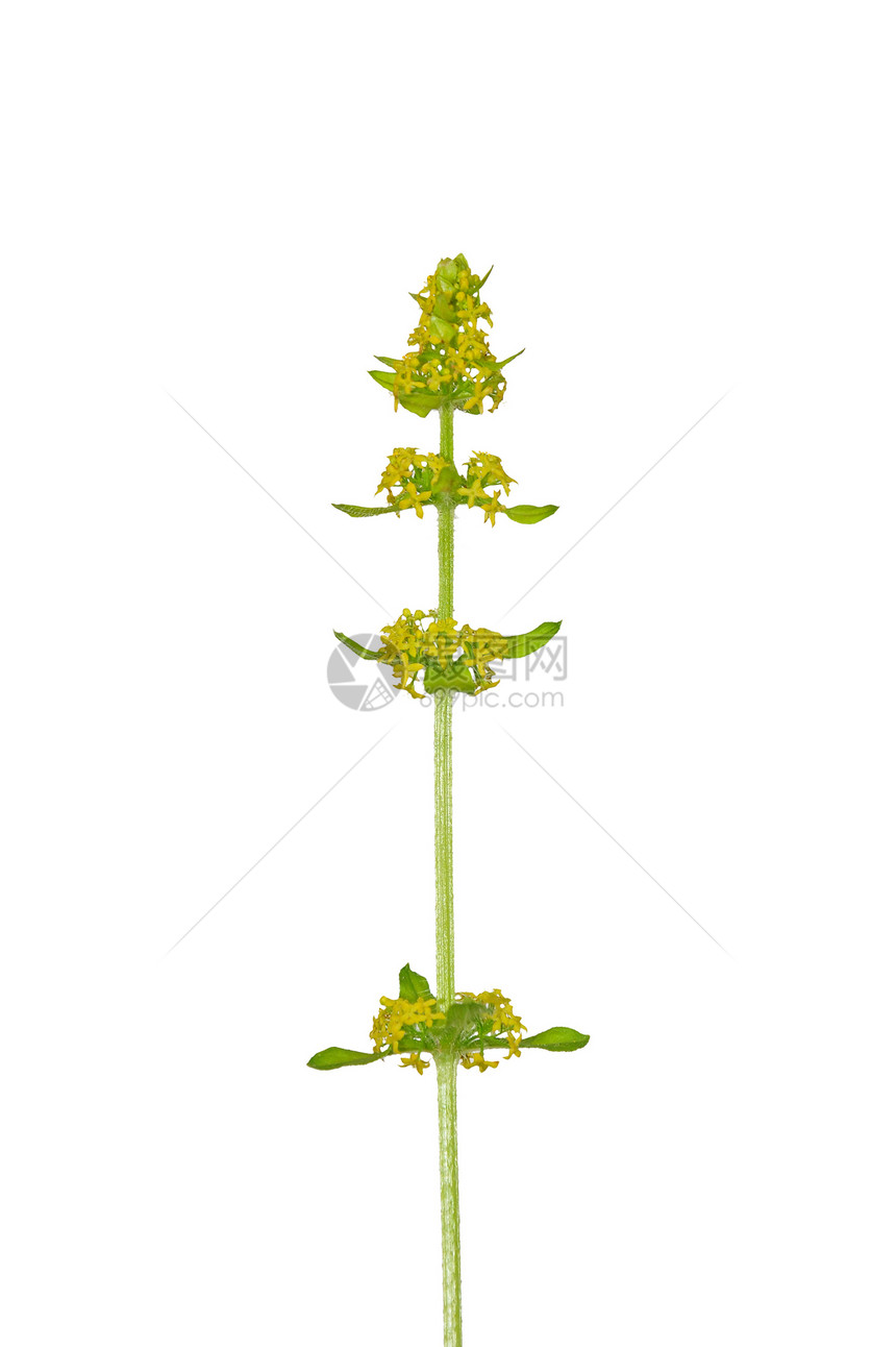 交叉黄色草本植物白色蟾蜍植物群荒野植物十字形图片