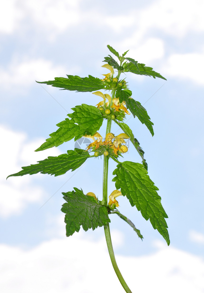 黄色大天使 月球天空荒野草本植物植物植物群唇形科图片