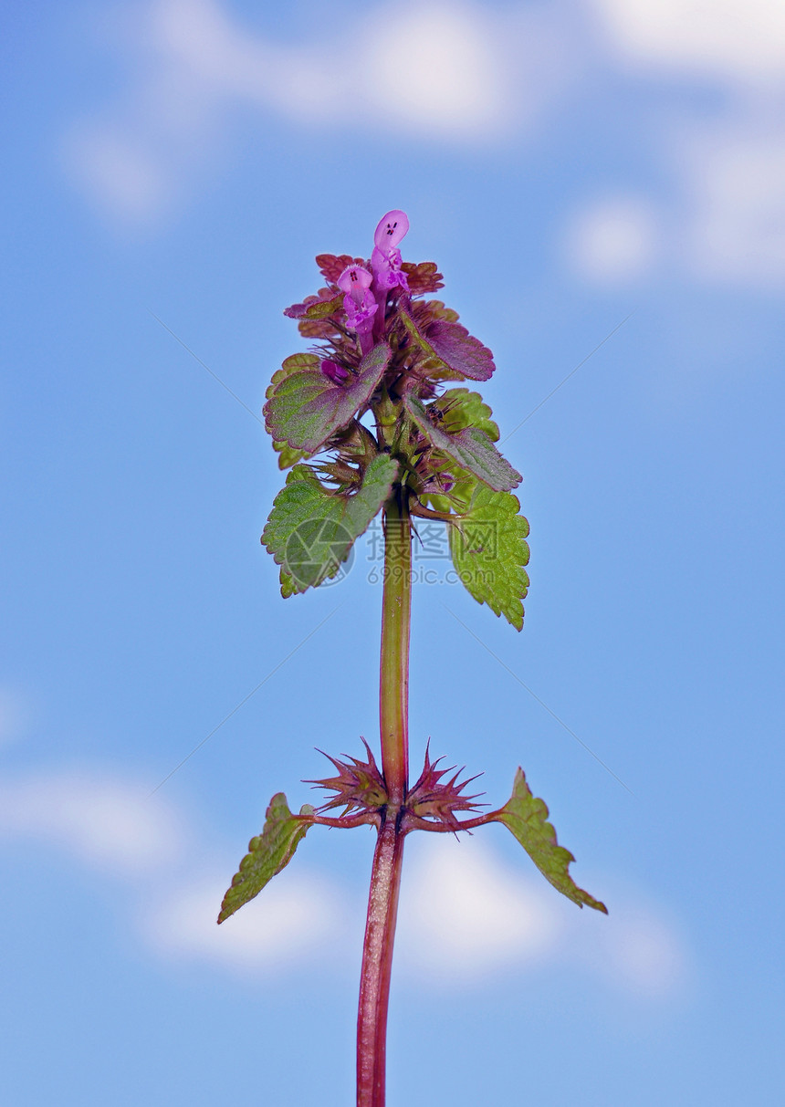 红死弹紫色荒野唇形科植物植物群天空红色蓝色草本植物图片