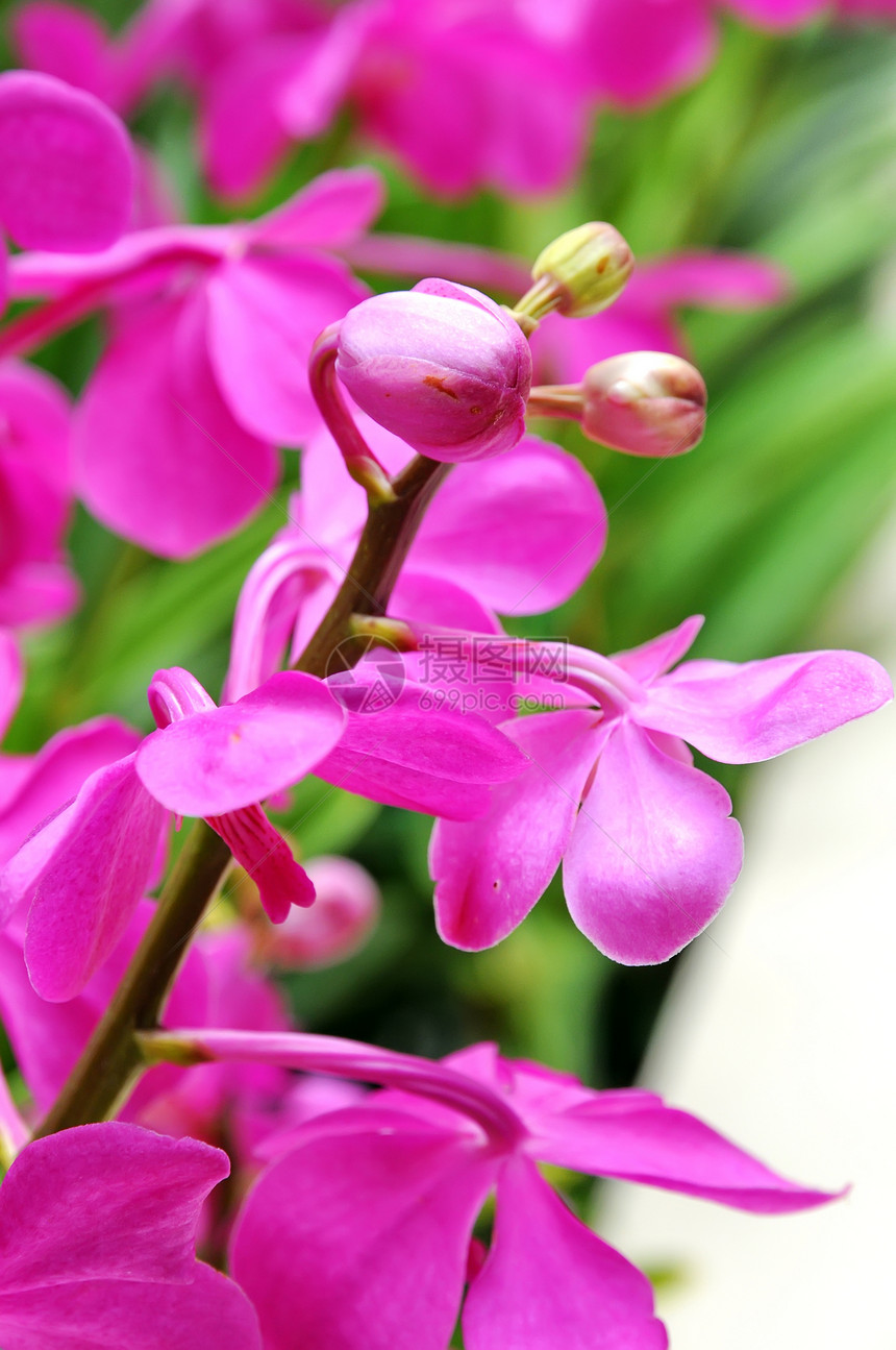 紫兰花花园植物脆弱性植物群兰花叶子装饰风格花束情调图片