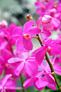 紫兰花花瓣风格兰花叶子植物学礼物花园植物装饰异国背景图片