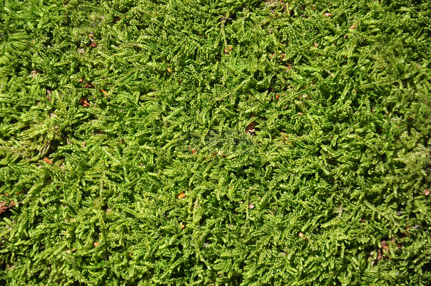 蚊子背景背景植物群森林绿色植物植被图片
