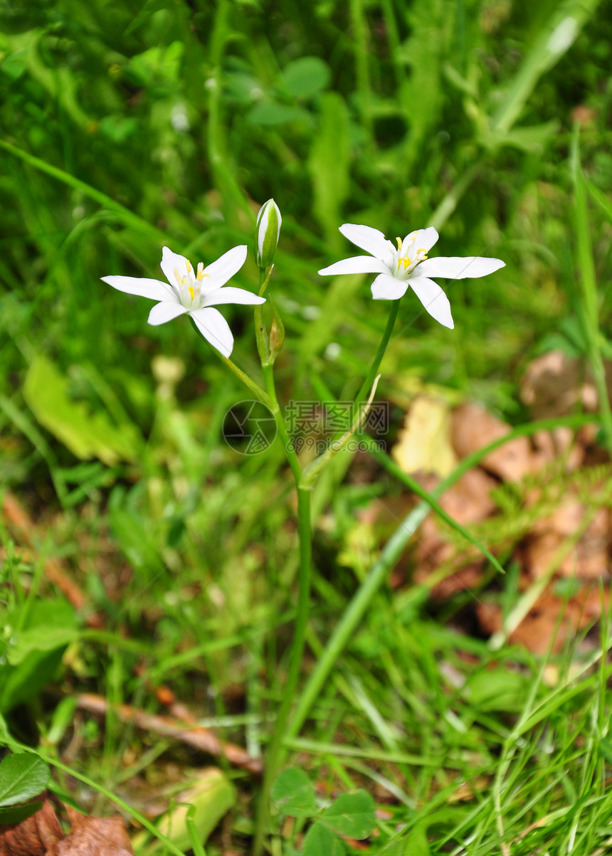 贝赫勒海姆之星奥鲁尼托沙隆植物荒野伞形花百合植物群草本植物白色之星图片