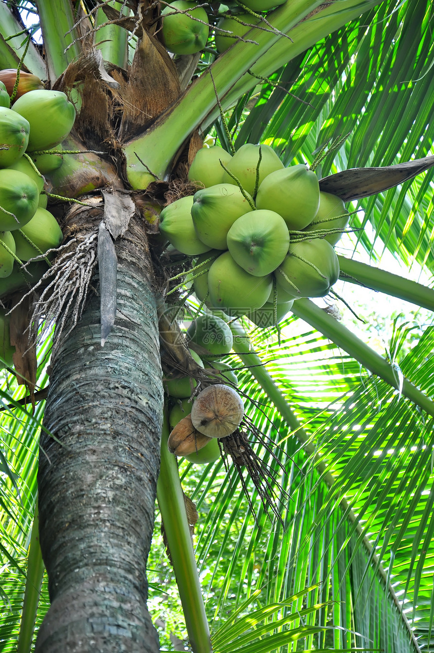 绿椰子可可团体植物水果叶子棕榈花园生长树干坚果图片