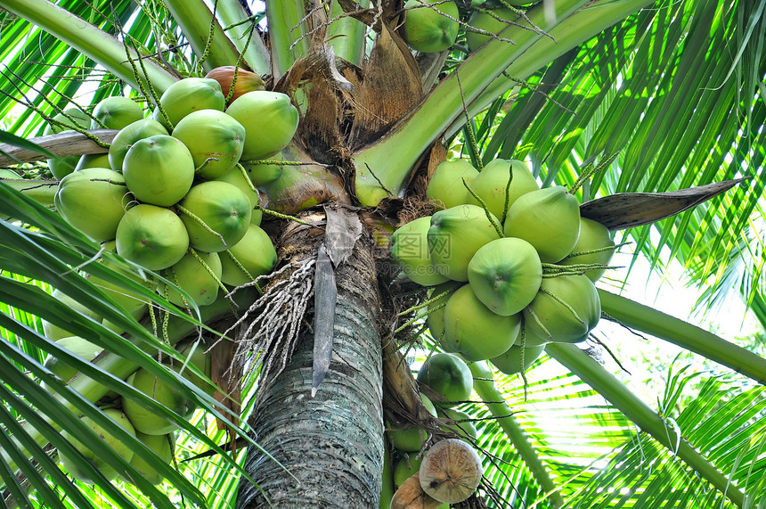 绿椰子食物团体水果叶子生长植物群植物花园树干热带图片