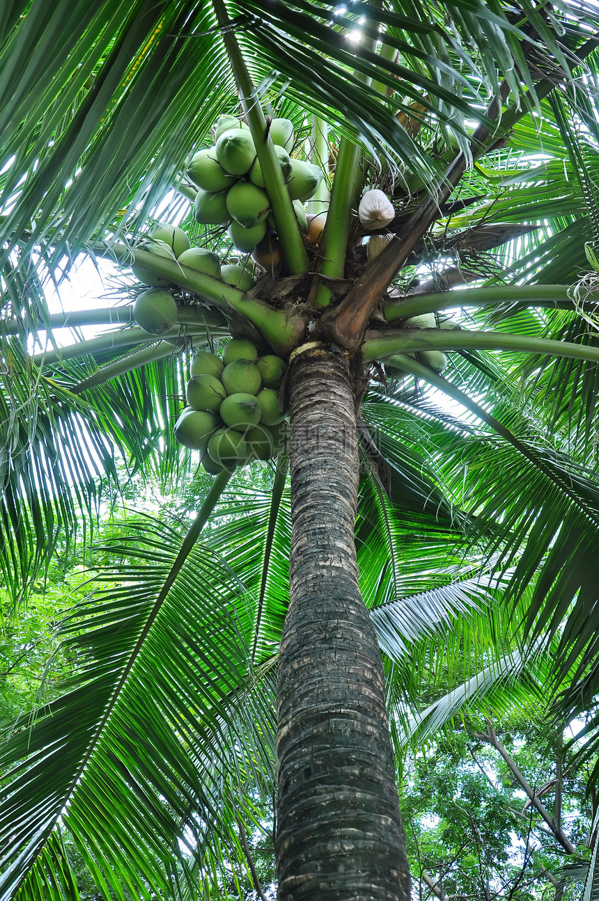绿椰子团体热带食物植物群树干水果棕榈植物可可叶子图片