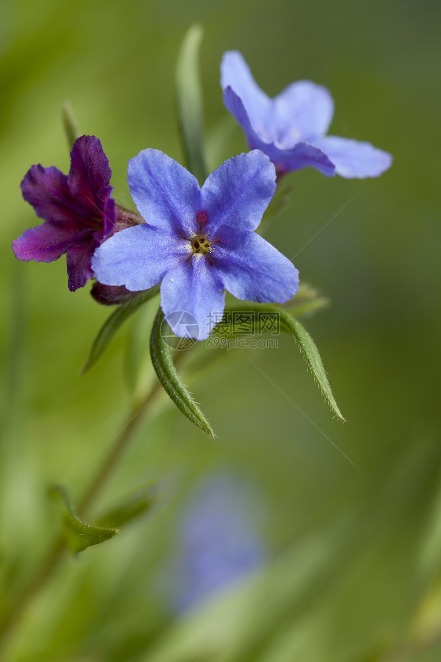蓝花和紫花图片