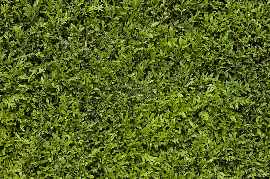 绿叶背景植物群叶子植物学多叶花园植物树叶图片
