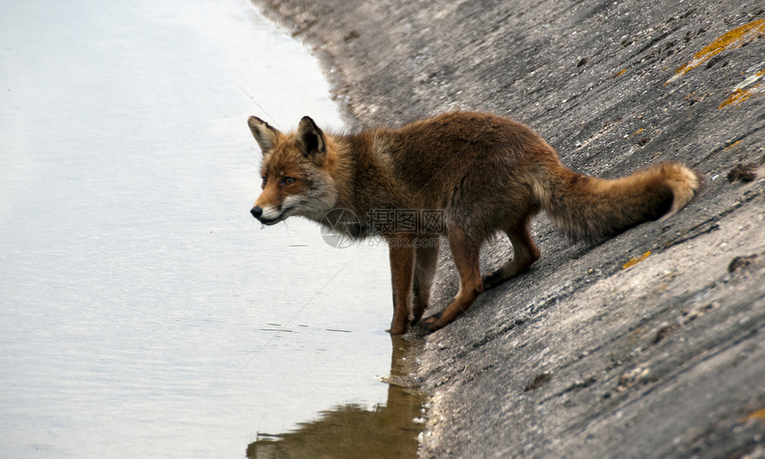 野狐饮用水图片