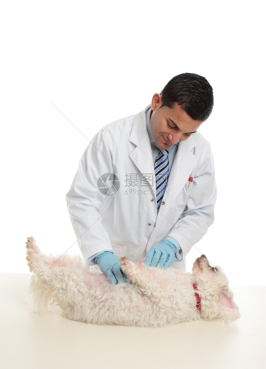 兽医正在检查一只狗图片