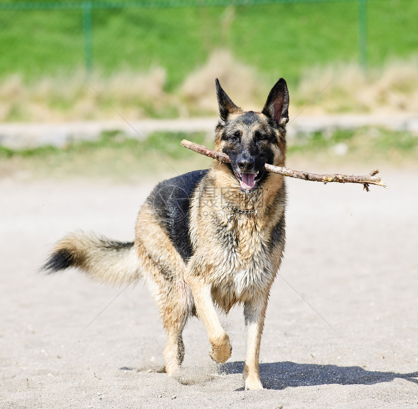 德国牧羊犬在海滩上支撑牧羊人检索小狗动物犬类衣领宠物海岸图片