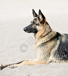 德国牧羊犬在海滩上犬类说谎牧羊人检索海岸衣领动物小狗宠物支撑背景图片
