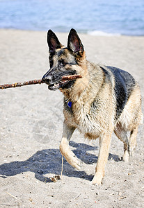 德国牧羊犬在海滩上支撑牧羊人衣领海岸动物宠物小狗犬类检索背景图片