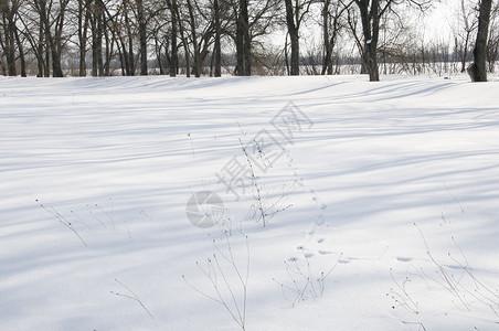 冬天脚印雪地巷城市脚印下雪公园场景痕迹季节假期野兔太阳背景