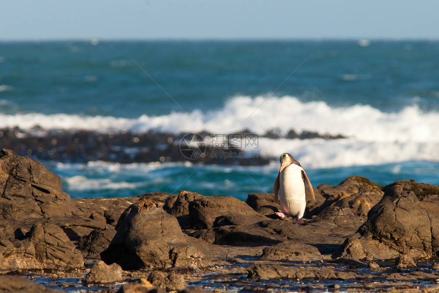 成年NZ黄眼企鹅或岸上的Hoiho眼睛环境海鸟海岸断路器羽毛动物腹部脚蹼鸟类学图片
