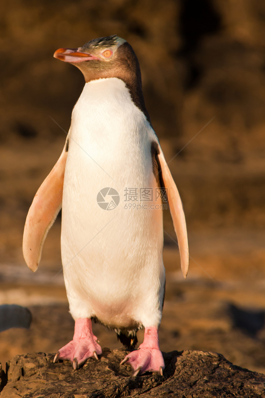 成年NZ黄眼企鹅或岸上的Hoiho太阳鸟类腹部捕食者海洋眼睛成人海鸟脚蹼羽毛图片