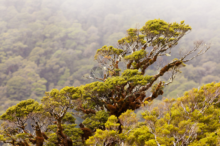 新西兰弗约尔德兰NP和新西兰气氛处女公园荒野下雨山林森林雨林草丛树木图片