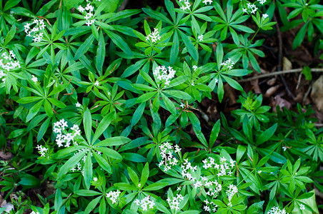 氮化镓Woodruffe白花花植物学地面民众叶子香味植物群芳香荒野先驱花园背景