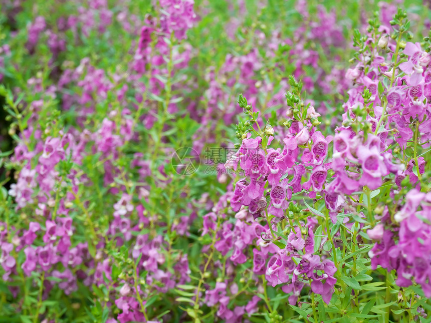 花朵花粉花瓣季节花园树干热带场地枝条生长植物群图片