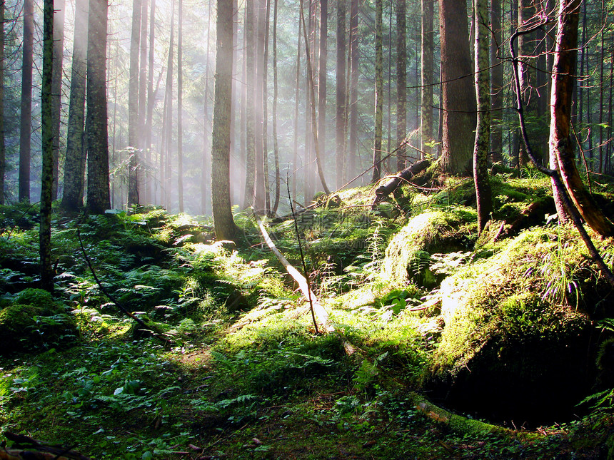 森林绿色荒野红木风景林地植物空地阳光植被湿度图片