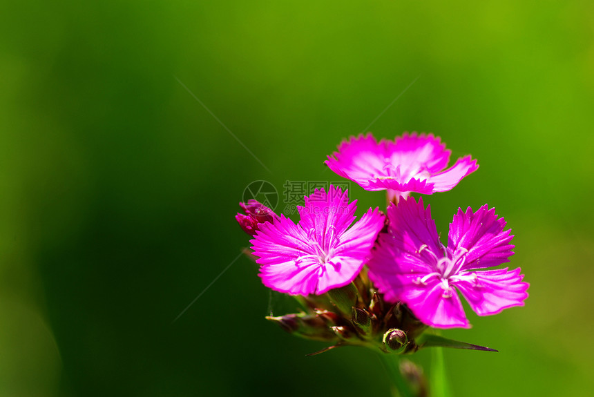 花朵美丽生长光合作用植物学白色紫色花园生物学园艺植物群图片