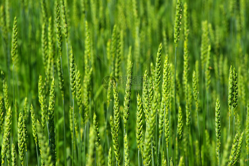 小麦农民黄色植物生产面包场地种子粮食稻草蓝色图片