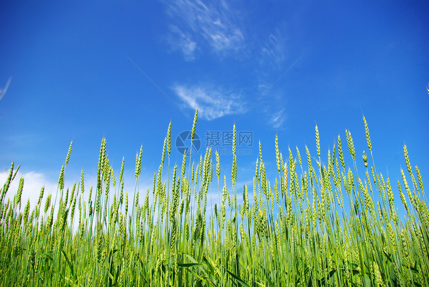 小麦粮食种子农场植物收成稻草生产场地尖刺蓝色图片