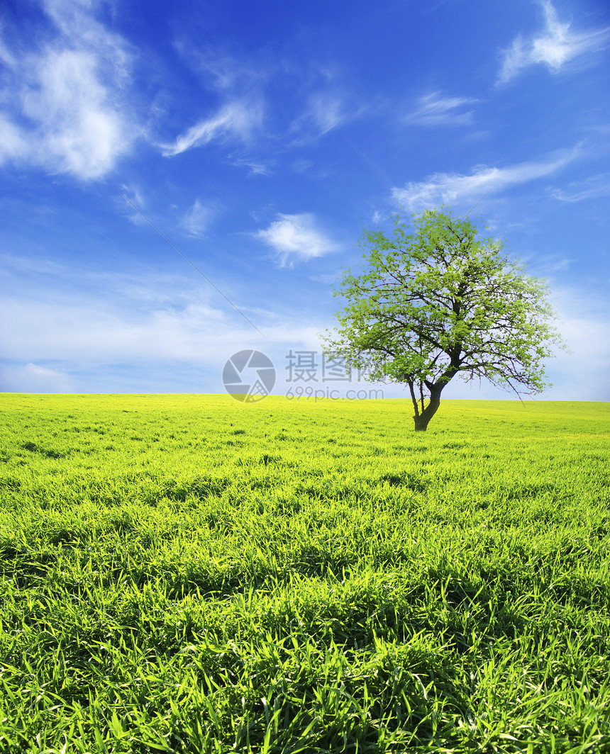 字段季节植物草地阳光土地农场天空农业绿色地平线图片