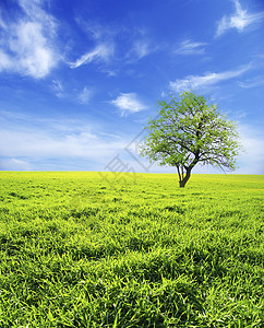 字段季节植物草地阳光土地农场天空农业绿色地平线背景图片