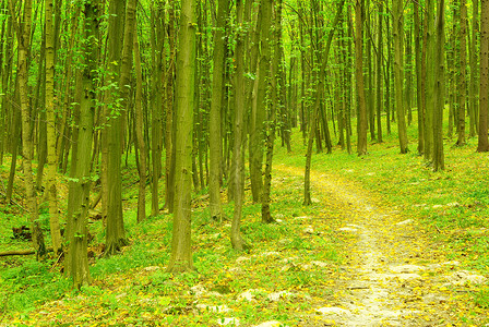 森林树木绿色荒野精神小路风景林地阳光植物背景图片