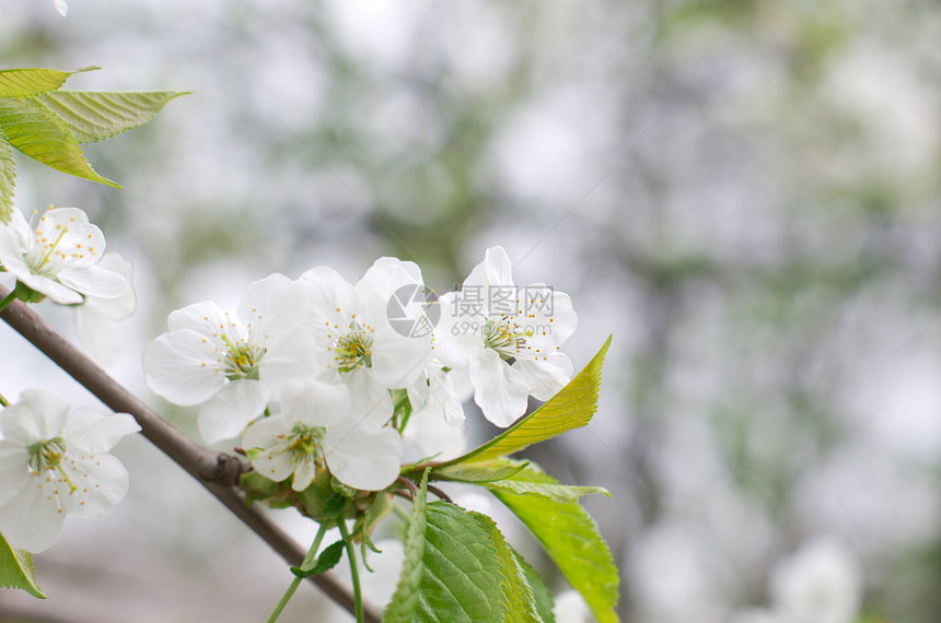 樱花花季节性花瓣绿色白色图片