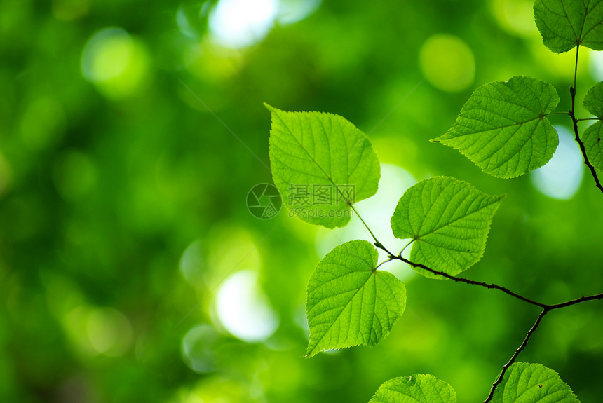 绿叶绿色植物树叶宏观森林生长树木环境叶子图片
