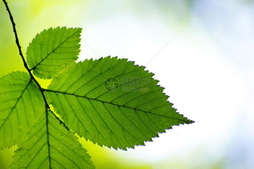 绿叶树木叶子绿色宏观树叶森林生长环境植物图片