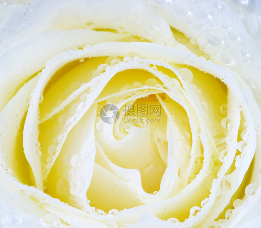 白玫瑰花生长花瓣环境液体玫瑰飞沫水分叶子宏观图片
