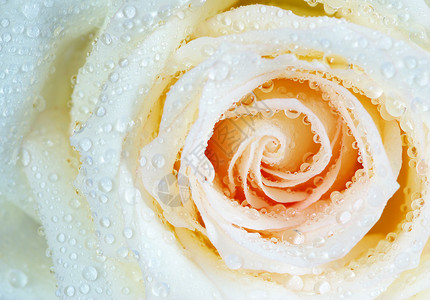 白玫瑰花宏观叶子液体环境玫瑰生长飞沫水分花瓣背景图片