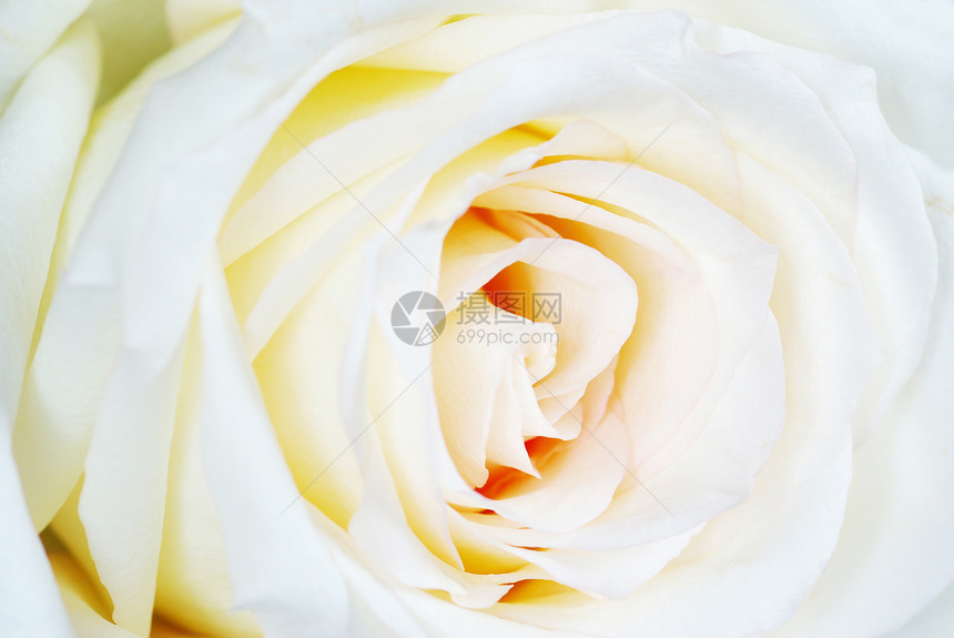 玫瑰白色热情植物晴天花瓣宏观图片