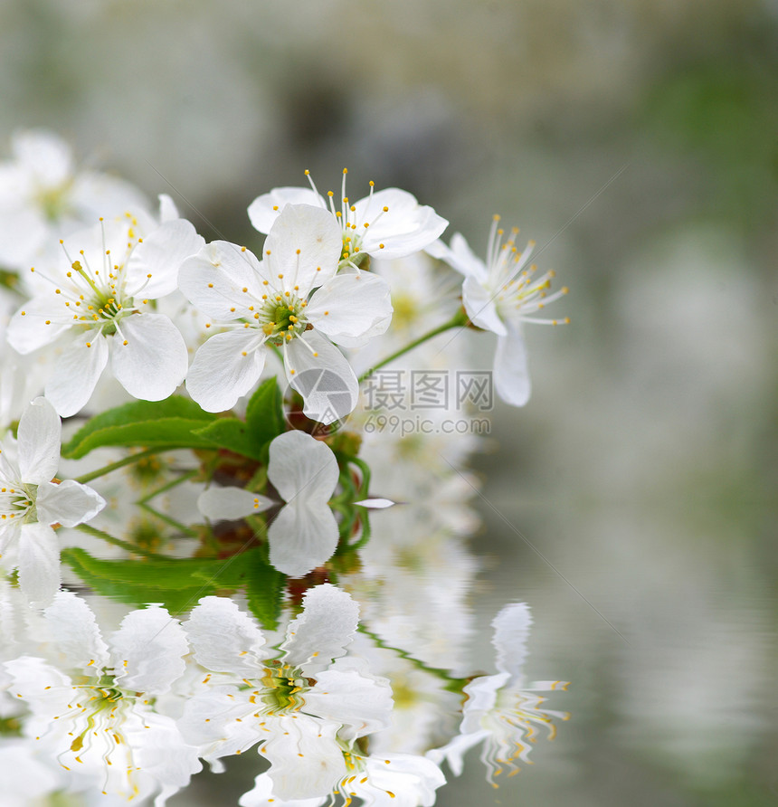 樱花花季节性花瓣白色绿色图片