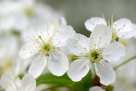 开花花瓣季节性白色绿色背景图片