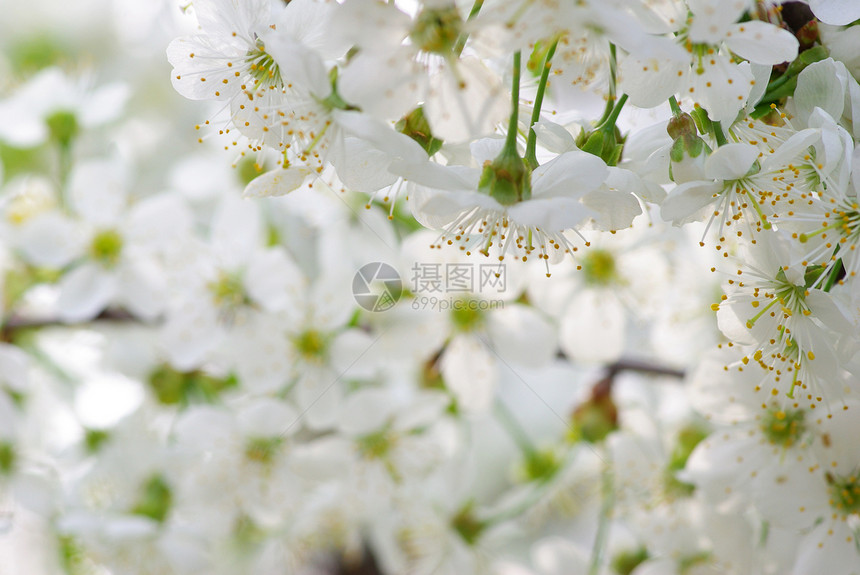 自然白色季节性绿色花瓣图片