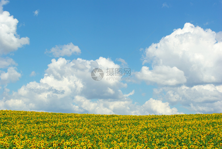 向向向外字段文化活力国家绿色种植园向日葵黄色乡村蓝色天空图片