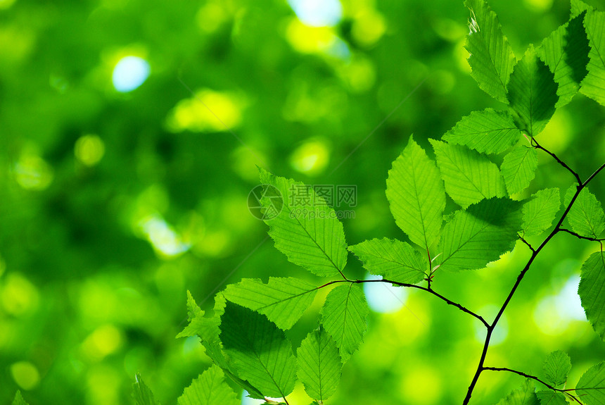 春叶植物生长树叶森林树木图片