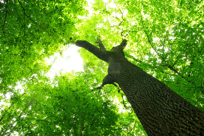 绿叶生长绿色森林环境树叶植物树木叶子宏观图片
