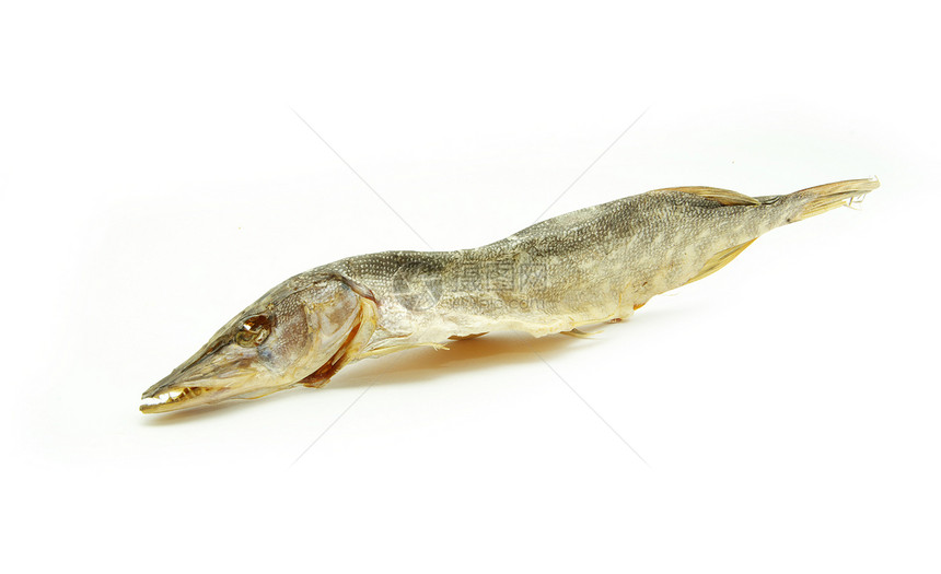 蟑鱼海鲜野生动物盐渍蟑螂尾巴白色图片
